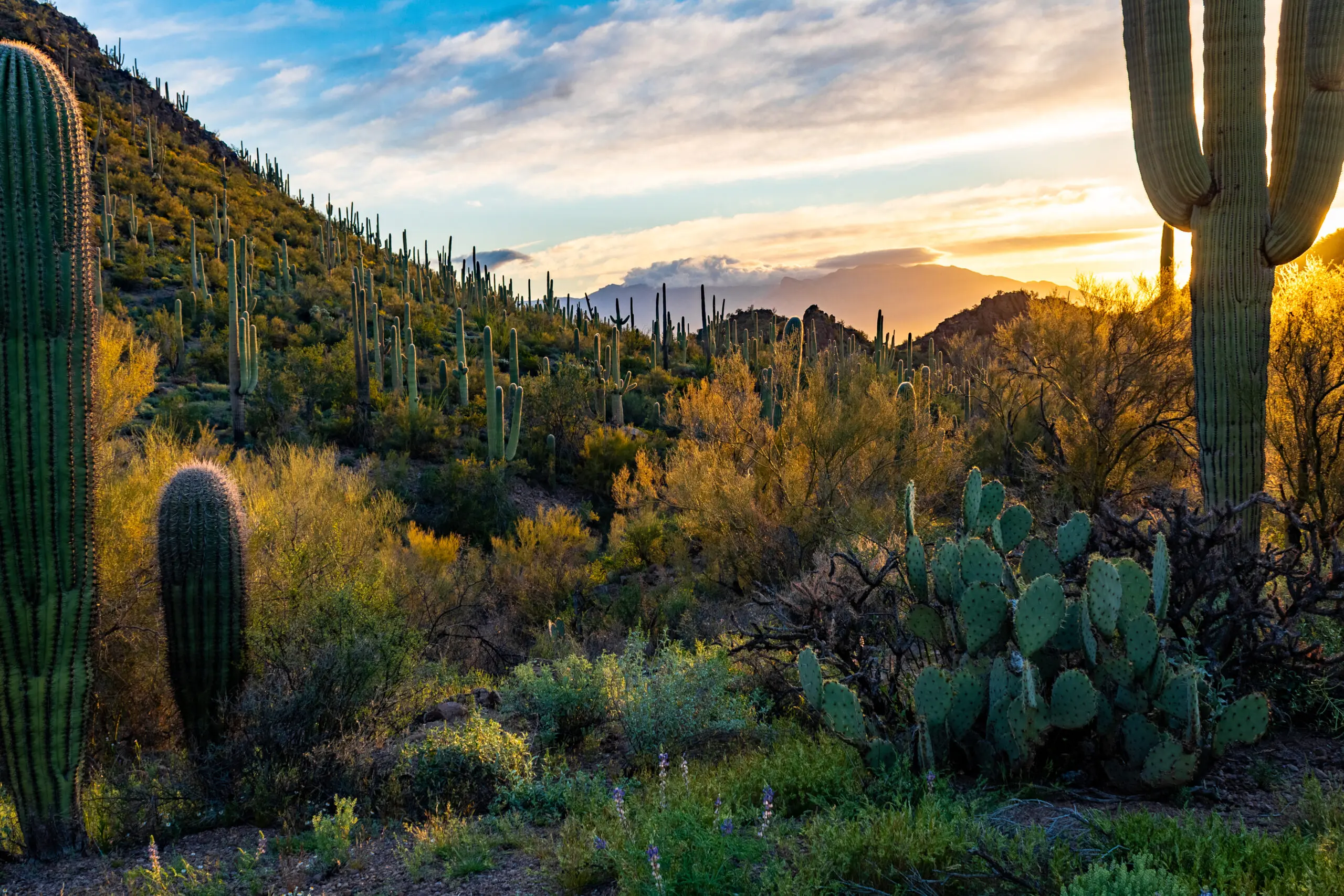 Tucson Law Office of Snell & Wilmer